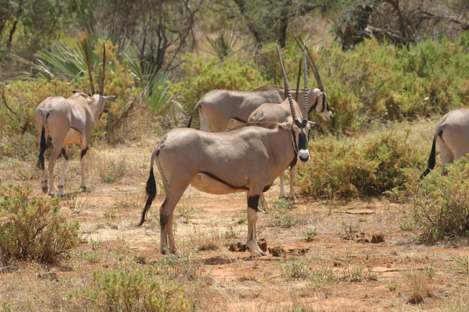 Samburu Naitonal Park